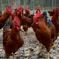 紅玉公雞紅玉雞苗脫溫小雞幼崽半斤純種九斤紅活苗巨型大紅公雞